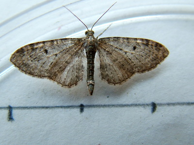 Goldenrod Pug